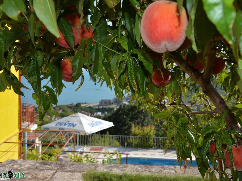 Villa Puma Balchik Quarto foto