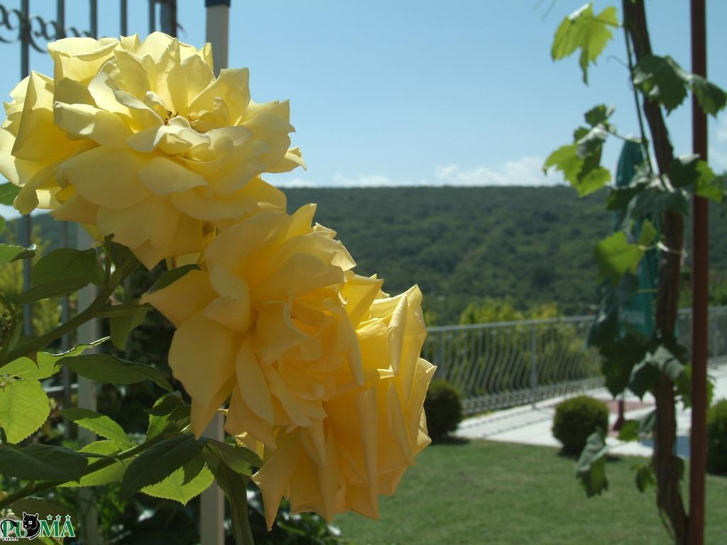 Villa Puma Balchik Quarto foto